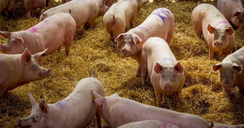 Pregnant pigs in enriched group housing in a higher welfare indoor farm