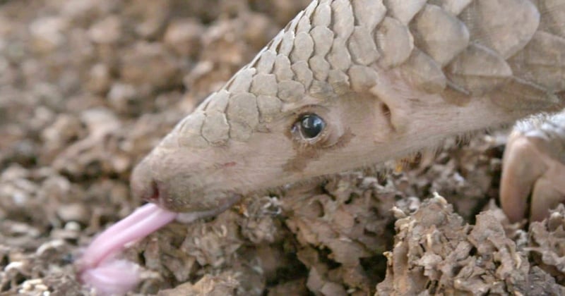 5 Facts about pangolins