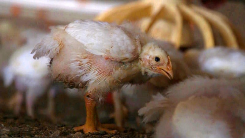 Fast food giants are failing chickens