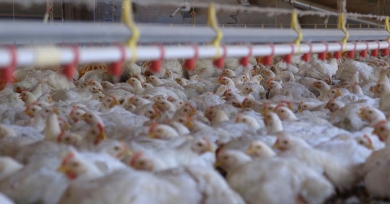 Broiler chickens in a commercial indoor system. World Animal Protection is calling for better welfare standards for the broiler industry. Credit: World Animal Protection