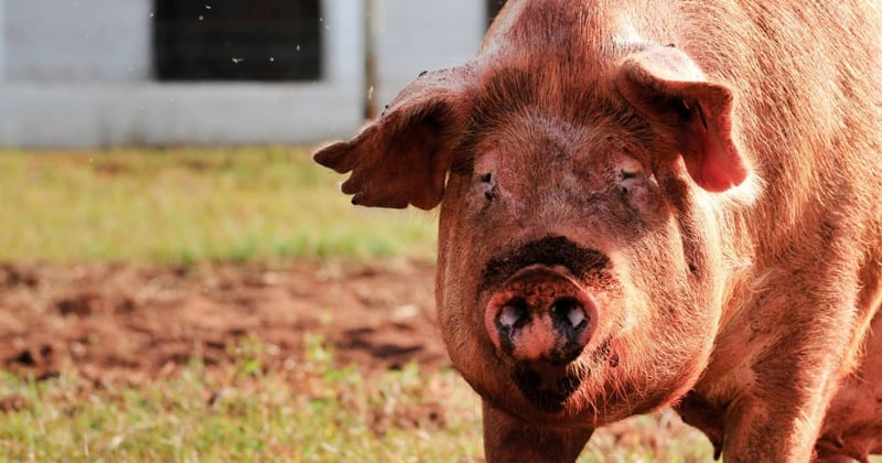 7 facts you may not know about pigs