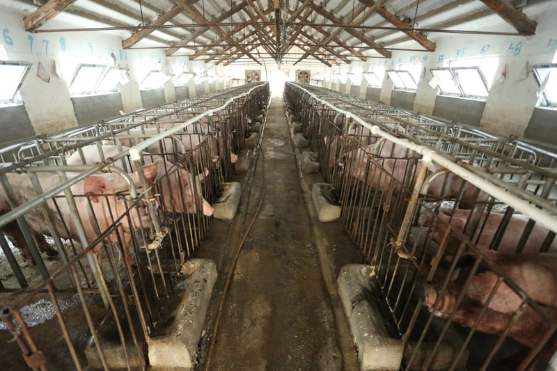 Mother pigs kept in barren conditions with no enrichment on a low welfare farm