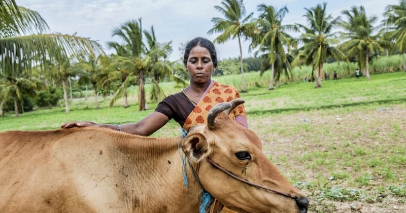 Making it simple – protecting animals from disasters in Tamil Nadu, India 