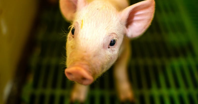 A piglet in a factory farm, standing on green slatted flooring
