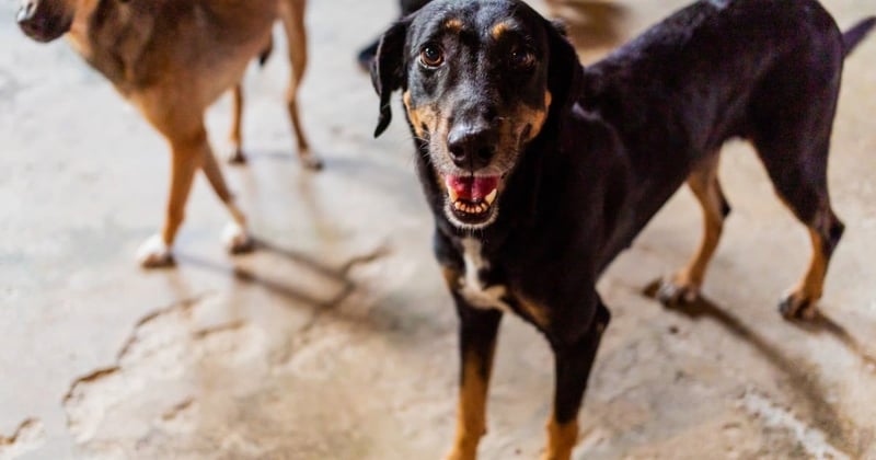 A happy dog in a shelter in Brazil.