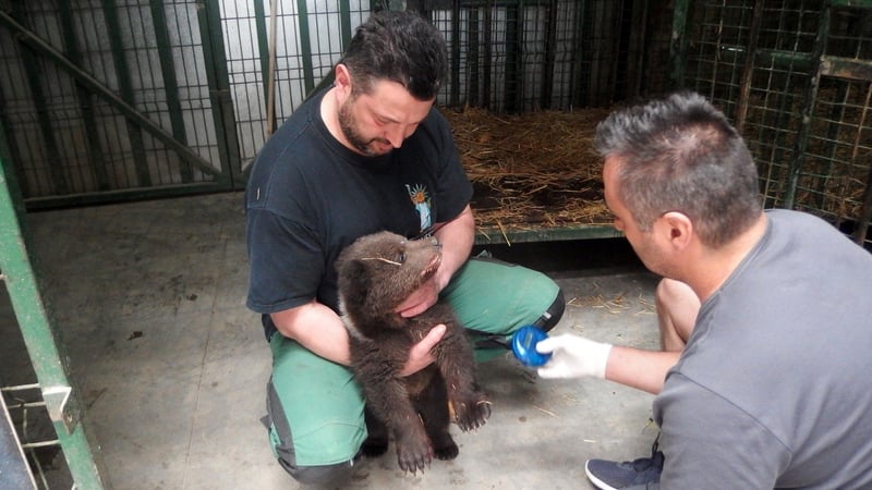 Florin Tiçușan, Libearty bear sanctuary manager, looking after a newly rescued bear cub. He is holding her still while a vet examines her.