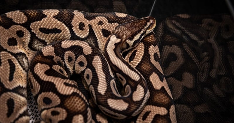 Wild capture, pet expos and our homes: Ball pythons are suffering