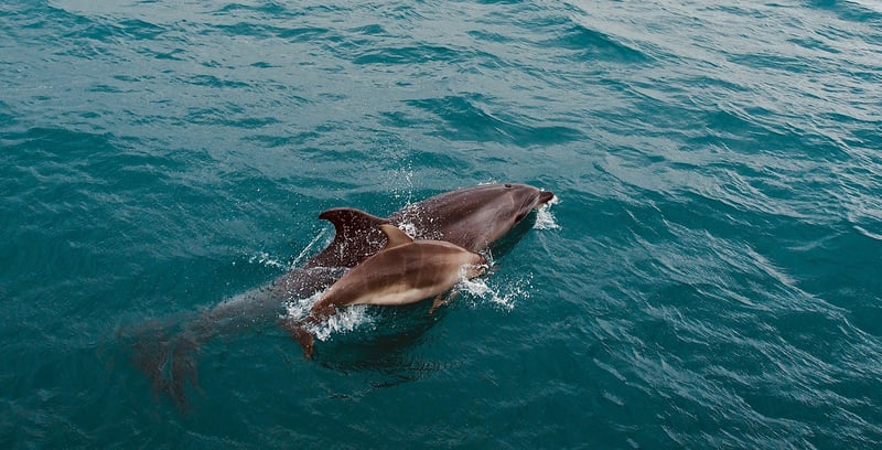 Dolphin and its calf swimming in the wild