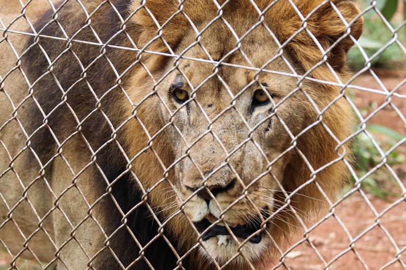 A caged lion looking outwards