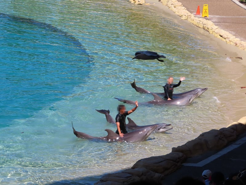 Entertainers in pool with captive dolphins