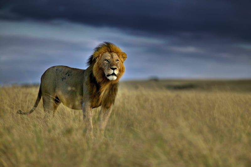 A storm cloud looms behind an adult male lion