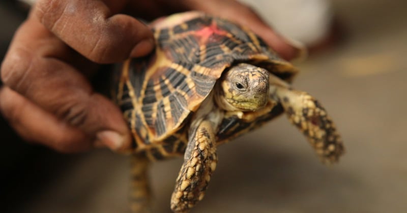 Star tortoise