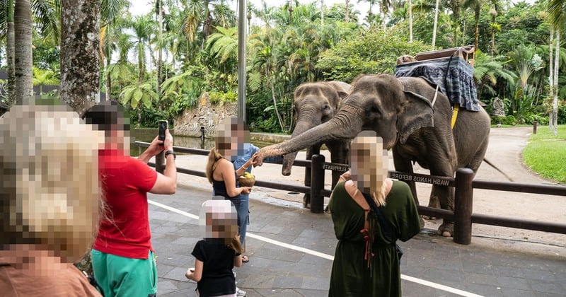 A group of tourists gather around to take photos of elephants in captivity in Bali.