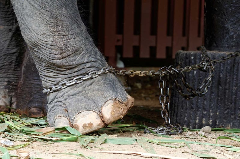 An elephant chained at a low welfare venue