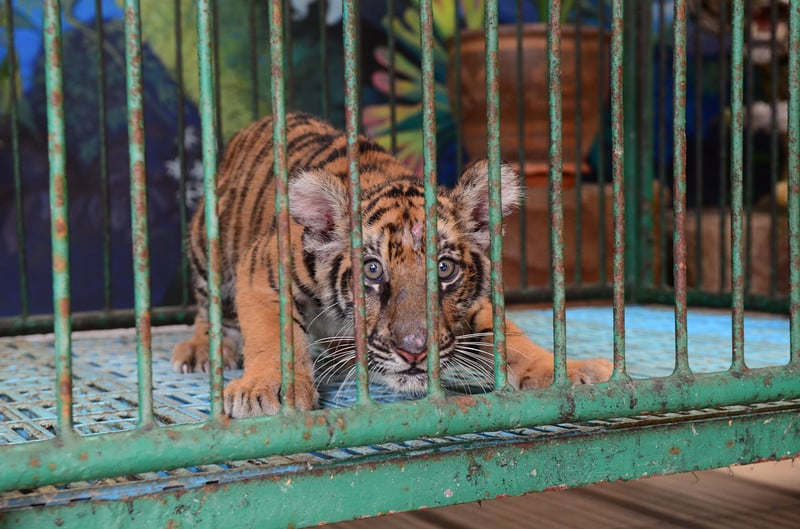 Tiger cub in cage