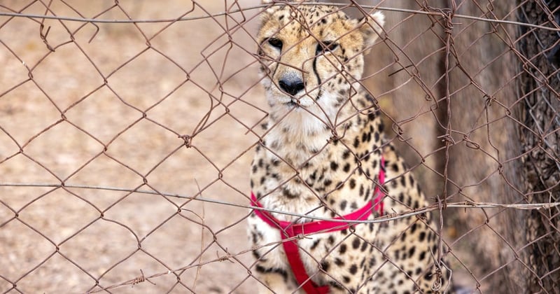 A cheetah is caged for 'walk with' interactions in Zambia which are advertised as conservational activities.