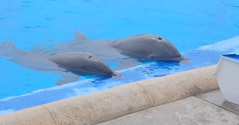 Two dolphins at the side of their small tank at Aqualand