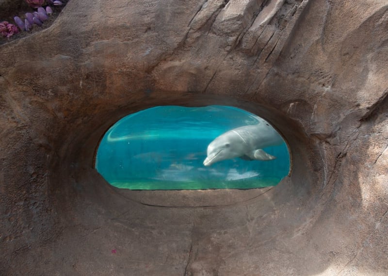 A captive dolphin is swimming past a window in its enclosure
