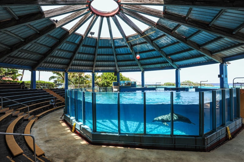 A captive dolphin is swimming in a pool that was designed so visitors are guaranteed to see it