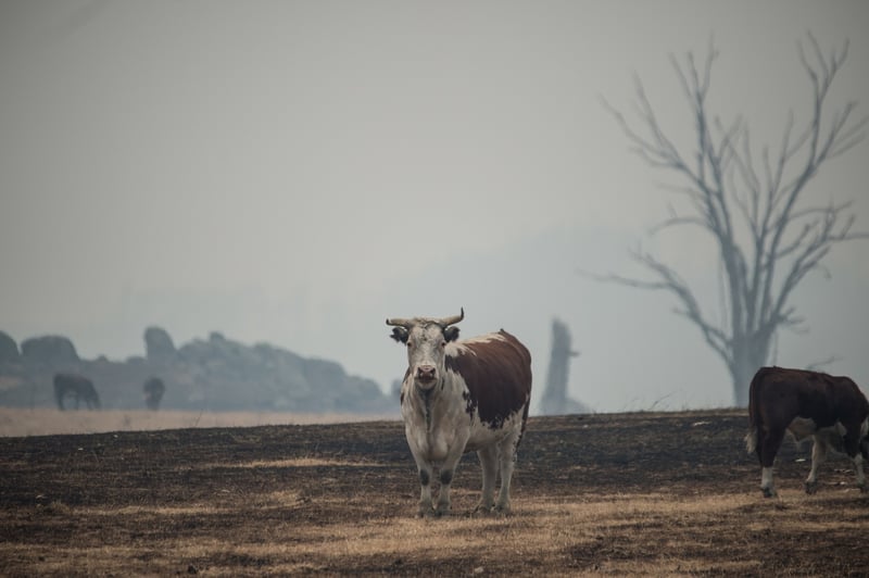 Cow stands in a field in Australia surrounded by a smoky sky - credit, Jo-Anne McArthur / We Animals Media - World Animal Protection