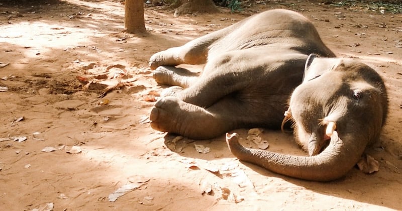 Photo of a starving elephant - Stock image so restrictions apply