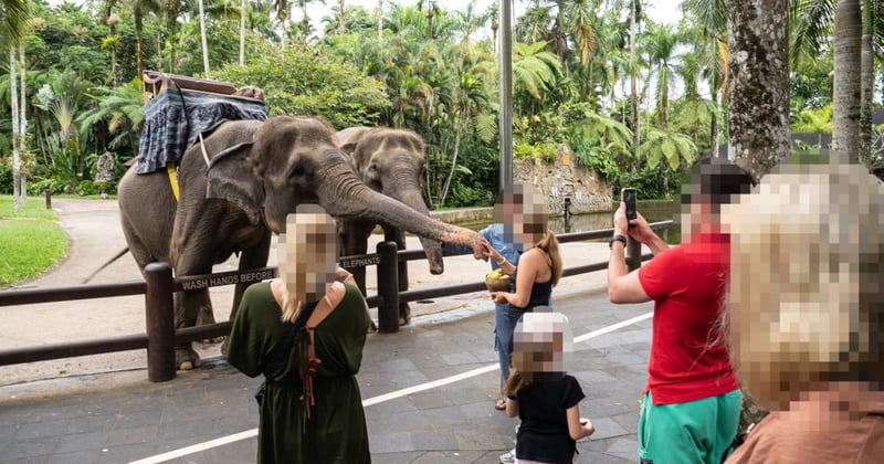 A group of visitors touching and photographing elephants