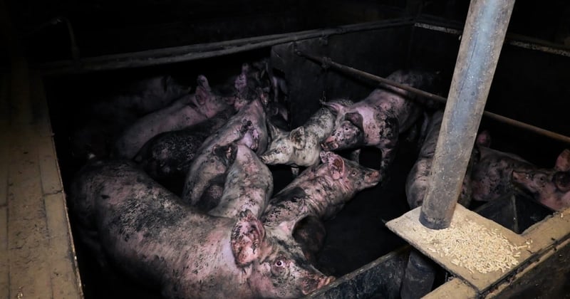 Pigs on a factory farm covered in mud and dirt