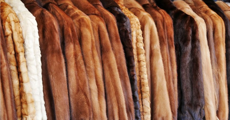 Multiple fur coats hanging on a clothes rack