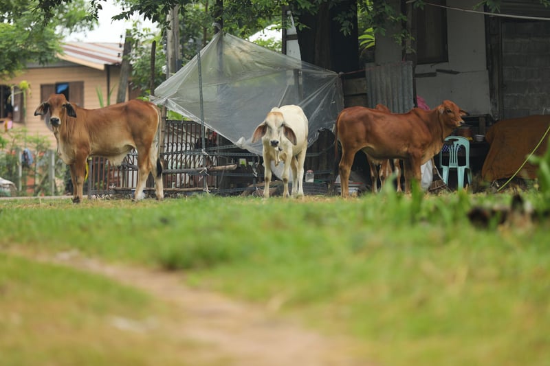 Cattle in flood affected Sakonnakhon province