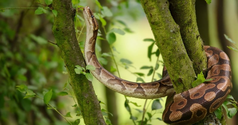 A ball python in the wild