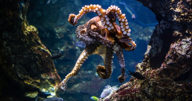 Octopus underwater