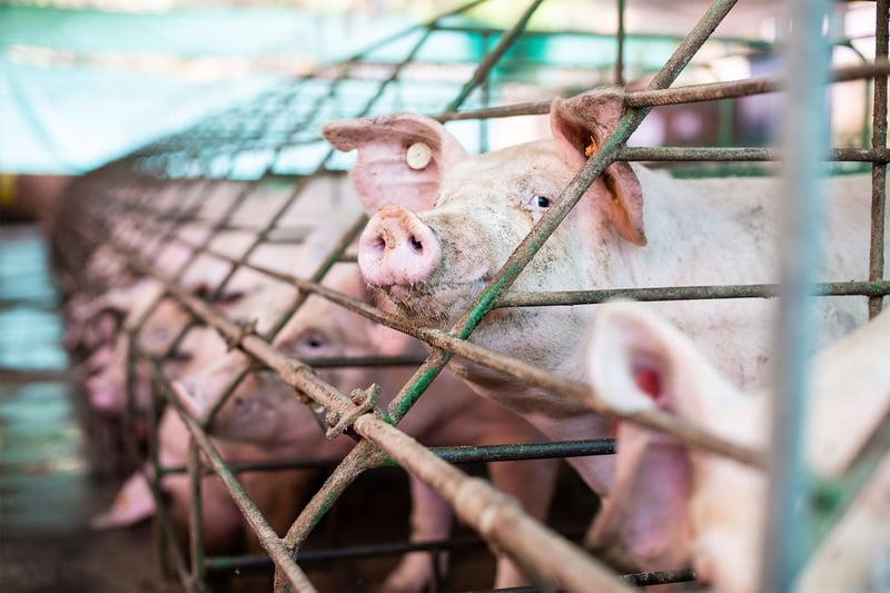 UK local authority pension fund investments in factory farming