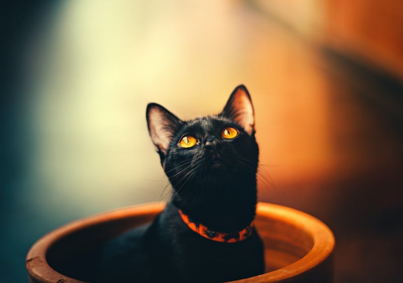 A black cat with yellow eyes sits in a terracotta port, head peeking out. It's wearing an orange collar decorated with black cat motifs.