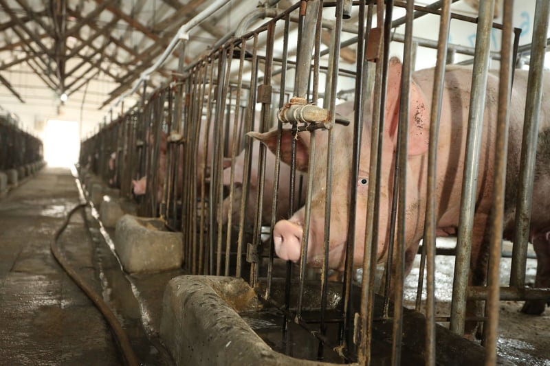 Tesco selling cruel pig products in Thailand