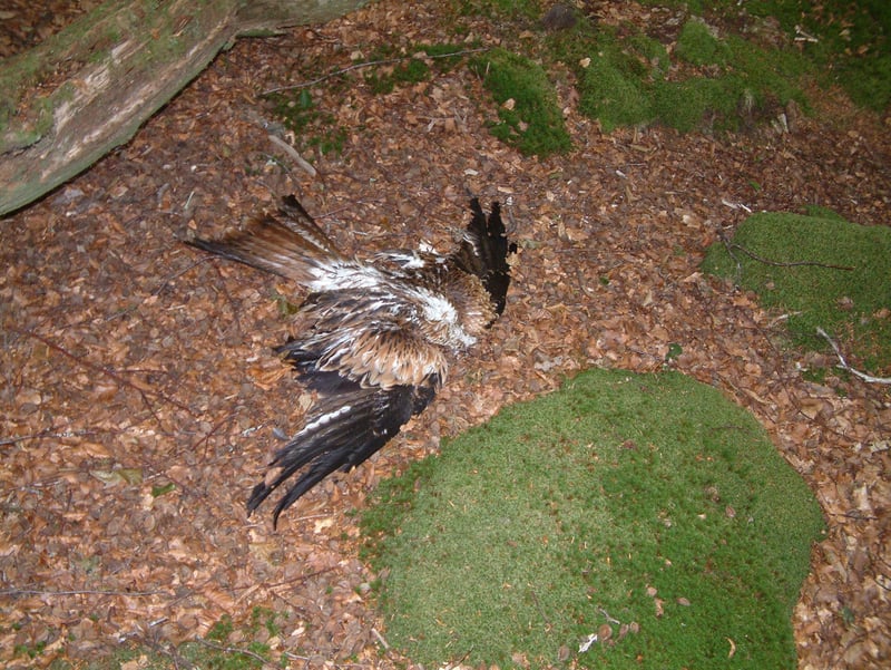 Poisoned red kite in wooded area