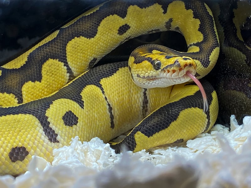 A coiled snake is pictured in a small holding tank from Doncaster Racecourse reptile market.