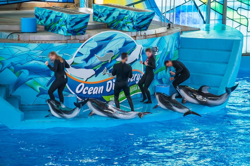 Dolphin trainers stand with captive dolphins in Sea World San Antonio performance.