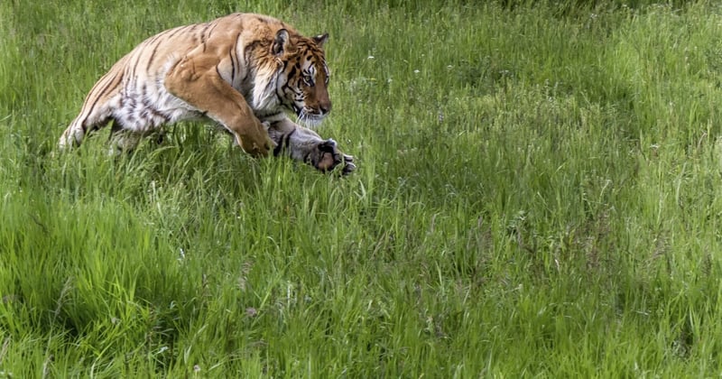 A tiger in long grass