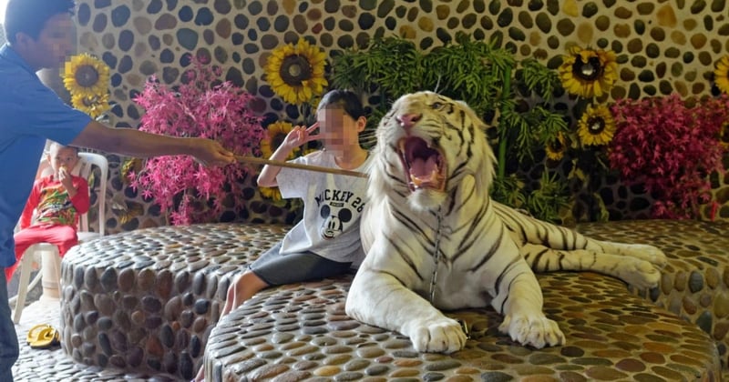 Tourists pose for photos with captive tigers at Million Year Stone Park, Thailand