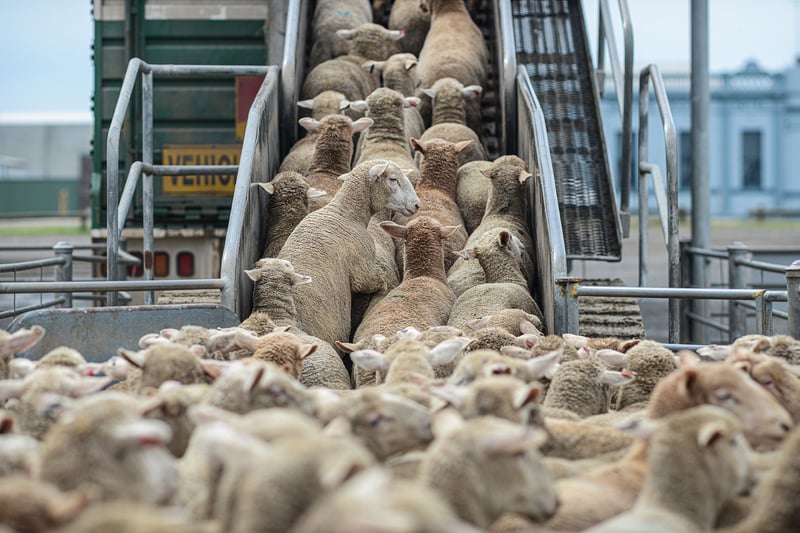 Crowded farm sheep being loaded into a transport lorry