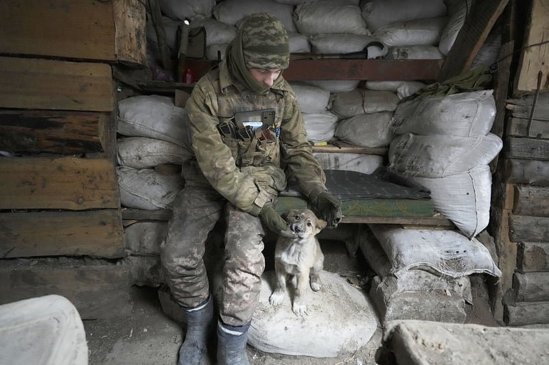 Ukraine crisis dog