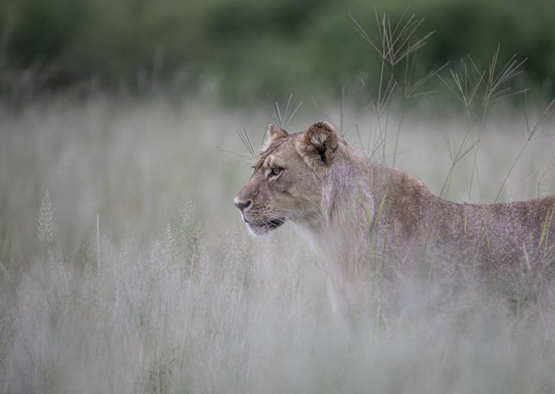 A wild lioness in the savanna