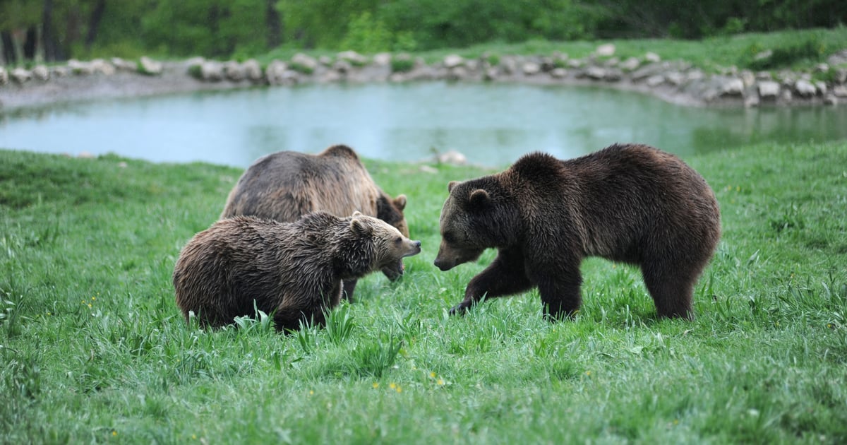 Protect Bears Celebrating eight years of protecting bears in Romania