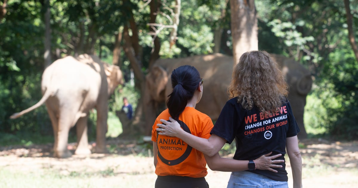 Join our team at World Animal Protection and make a difference