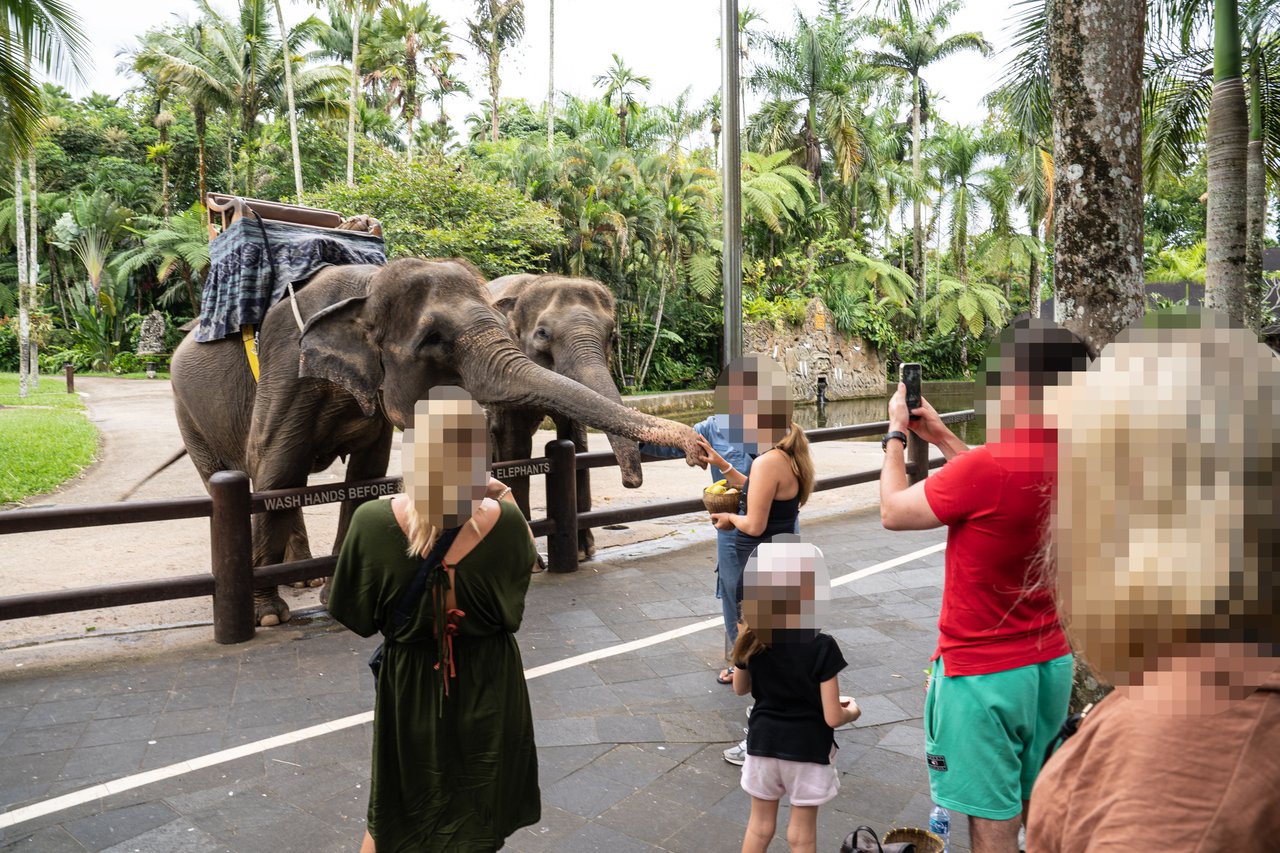 Tourists touching and photographing elephants