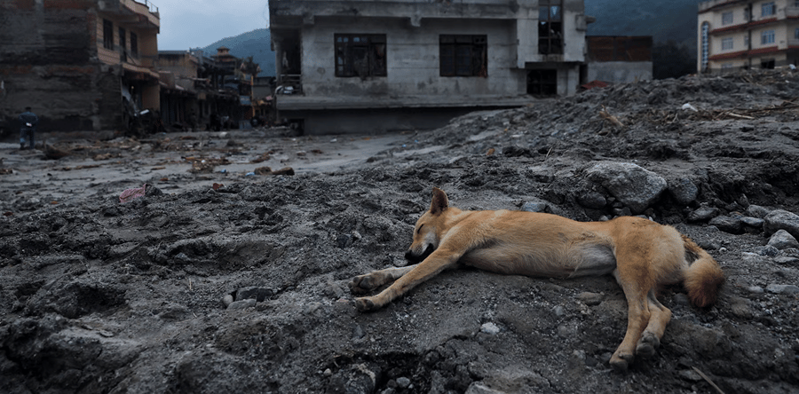 Dog laid dead on the floor following a flood