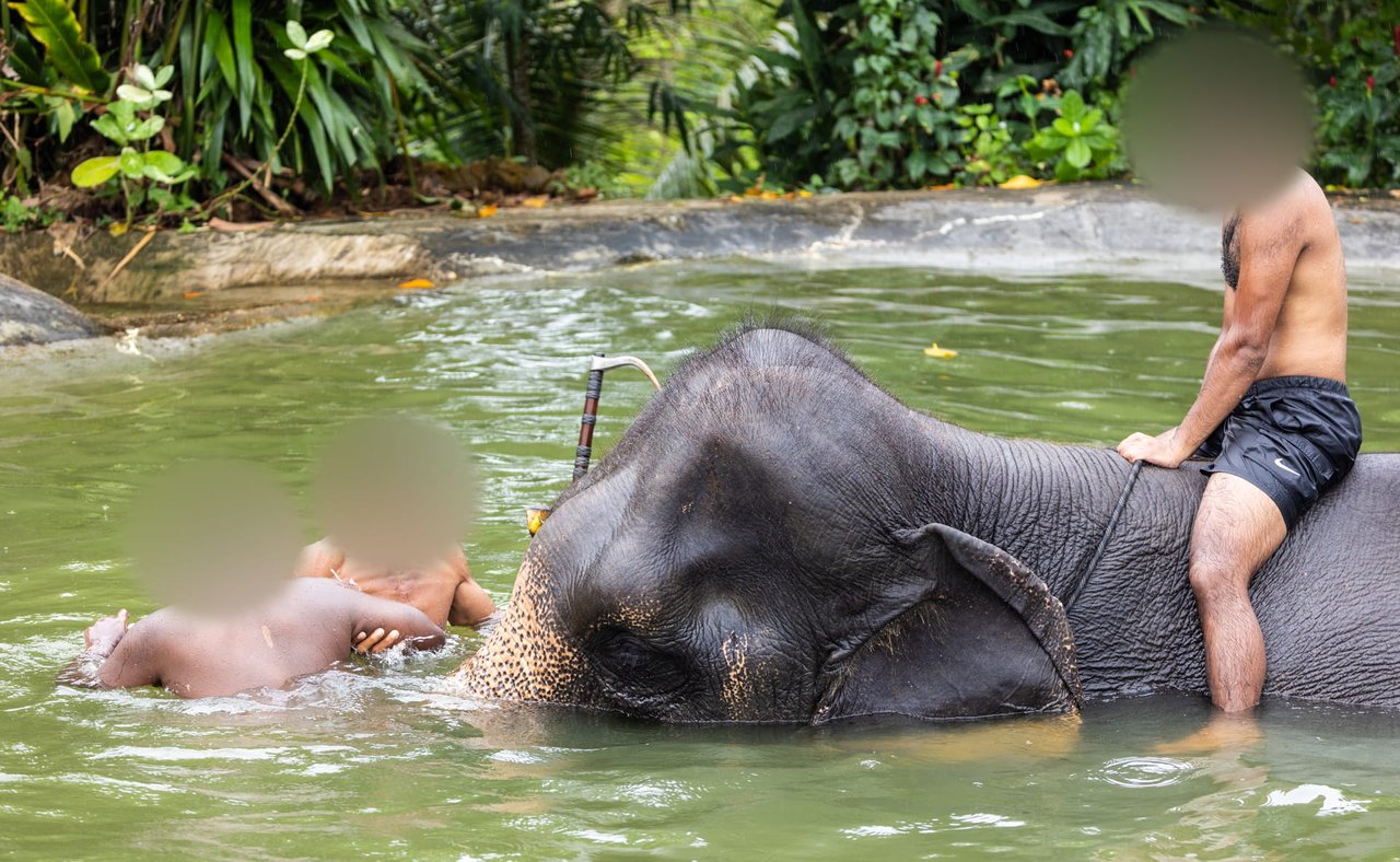 An elephant is being bathed by three people in a green pool.