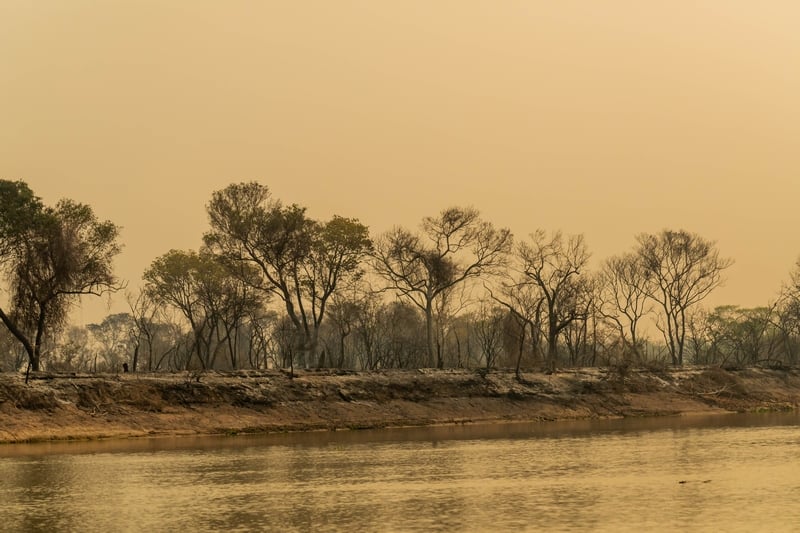 Fire damaged trees and landscape