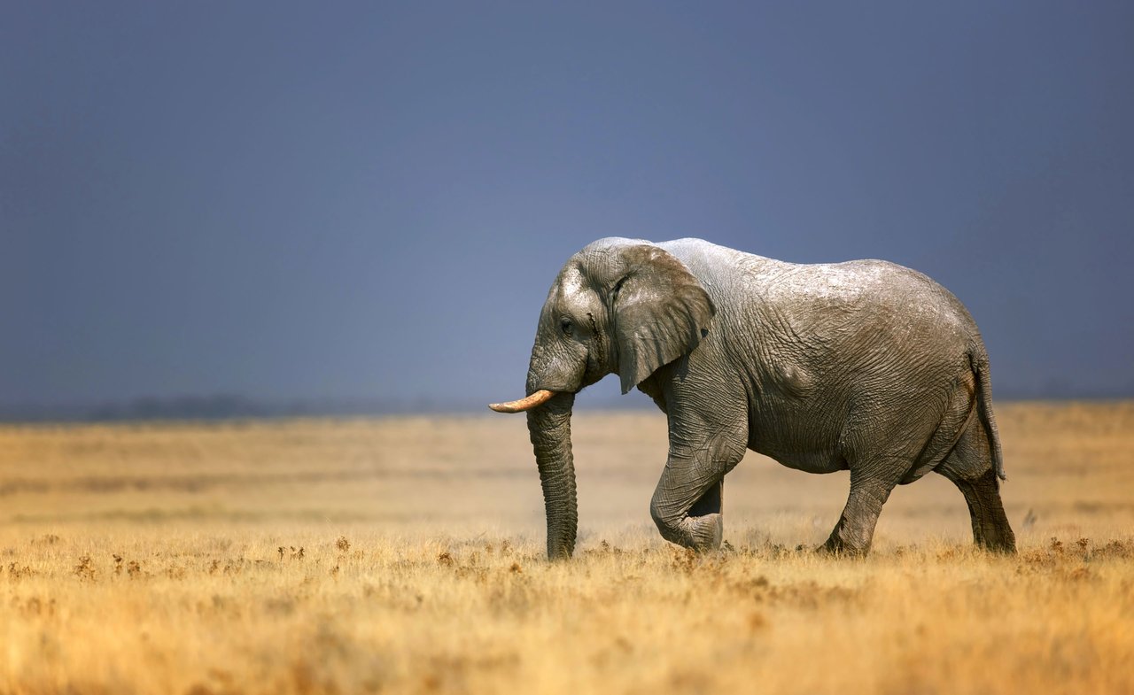 Elephant, Etosha National Park, Namibia. iStock. by Getty Images