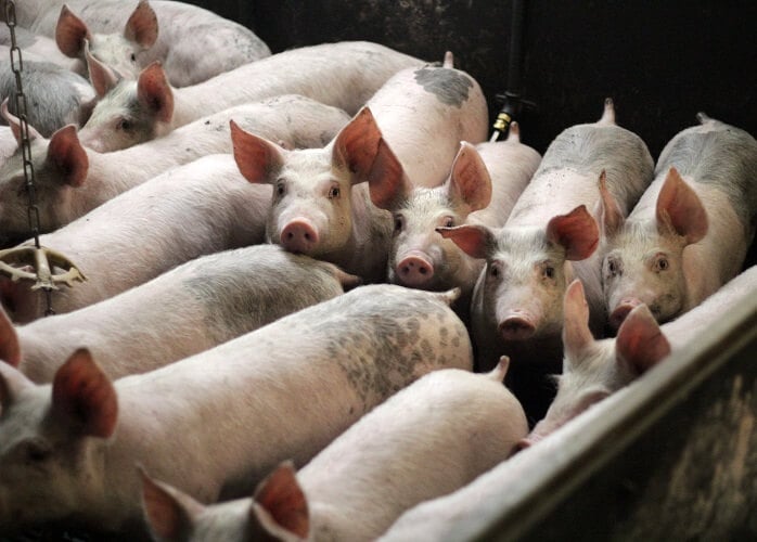 Pig farm in the EU